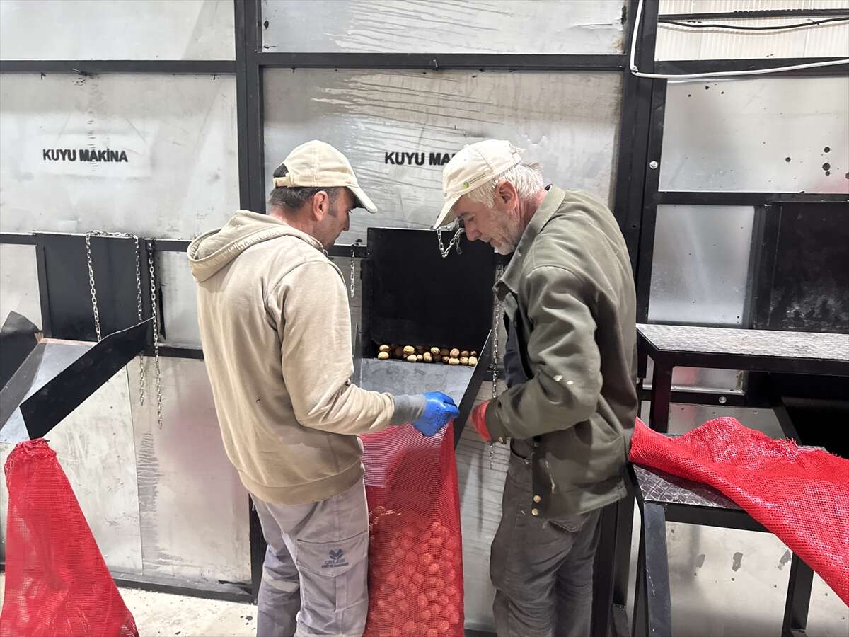 100 bin ağaçtan servet değerinde üretim! Konya ve Antep de sıraya giriyor 6